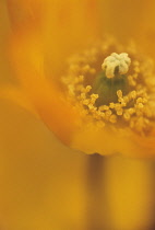 Poppy, Papaver nudicaule, Icelandic poppy, Papaver croceum., Icelandic poppy, Papaver croceum.