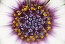 Osteospermum, Osteospermum 'Philip'.