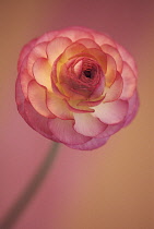 Ranunculus.