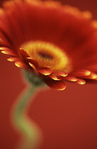 Gerbera.