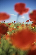 Poppy, Papaver.