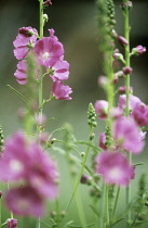 Sidalcea, Sidalcea 'Party Girl'.