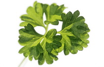 Parsley, Petroselinum.