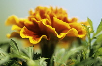 Marigold, French marigold, Tagetes.