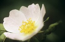 Rose, Wild rose, Dog rose, Rosa canina.