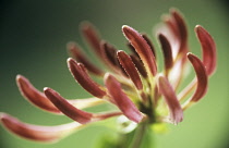 Honeysuckle, Lonicera.