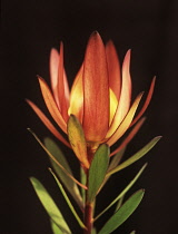 Leucadendron, Leucadendron.