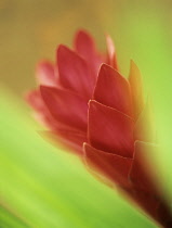 Torchginger, Etlingera elatior.