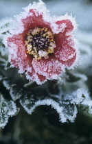 Potentilla.