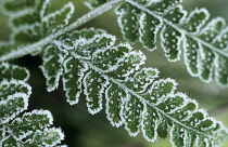 Fern.