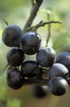 Blackthorn, Sloe, Prunus spinosa.