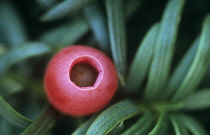 Yew, Taxus.