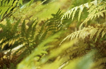 Fern, Bracken, Pteridium aquilinum.