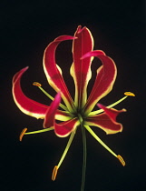 Gloriosalily, Gloriosa superba.