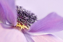 Anemone, Anemone coronaria.