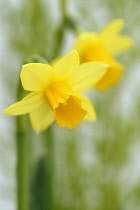 Narcissus, Narcissus 'February gold'.