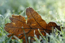 Oak, Quercus robur.