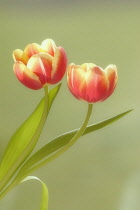 Tulip, Tulipa.