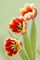 Tulip, Tulipa.