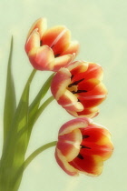 Tulip, Tulipa.