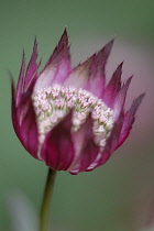 Astrantia, Masterwort.