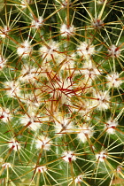 Cactus, Echinocactus.