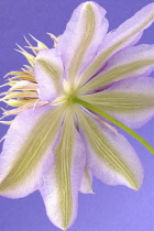 Clematis, Clematis 'Josephine'.