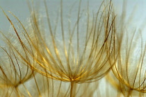 Goat's Beard, Tragopogon pratensis.