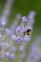 Lavender, Lavandula 'Hidcote'.