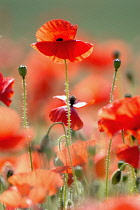 Poppy, Papaver rhoeas.