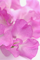 Sweetpea, Lathyrus odoratus.