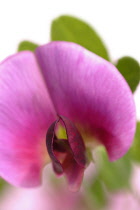 Sweetpea, Lathyrus odoratus.