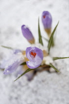 Crocus.