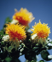 Safflower, Carthamus tinctorius.