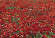 Poppy, Papaver.