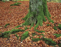 Beech, Fagus sylvatica.