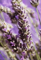 Lavender, Lavandula augustifolia.