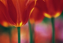 Tulip, Tulipa.