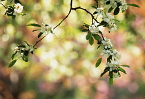 Apple, Malus domestica.