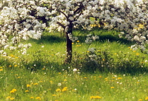 Apple, Malus domestica.