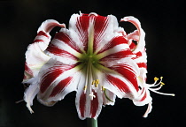 Amaryllis, Hippeastrum 'Sydney'.