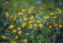 Buttercup, Ranunculus surbicus.