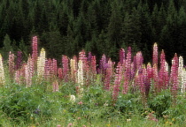 Lupin, Lupinus.