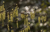 Birch, Betula.