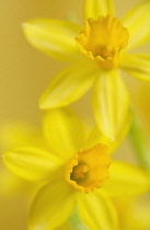 Daffodil, Narcissus 'Tete-a-Tete'.