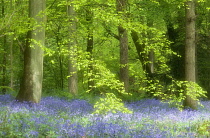 Bluebell wood, Hyacinthoides.