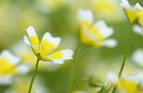 Poachedeggplant, Limnanthes douglasii.