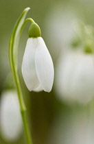 Snowdrop, Galanthus.