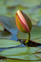 Waterlily, Nymphaea.