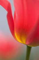 Tulip, Tulipa.